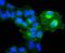 Integrin Subunit Alpha 5 antibody, A01911-1, Boster Biological Technology, Immunocytochemistry image 
