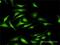 DNA Methyltransferase 3 Like antibody, H00029947-D01P, Novus Biologicals, Immunofluorescence image 