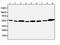 Apoptosis Inhibitor 5 antibody, PA1009, Boster Biological Technology, Western Blot image 