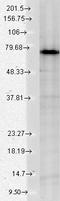 Heat Shock Protein Family A (Hsp70) Member 9 antibody, LS-C231231, Lifespan Biosciences, Western Blot image 