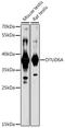 OTU Deubiquitinase 6A antibody, 16-687, ProSci, Western Blot image 