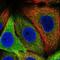 Asparagine Synthetase (Glutamine-Hydrolyzing) antibody, PA5-66714, Invitrogen Antibodies, Immunofluorescence image 