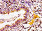 AT-rich interactive domain-containing protein 3A antibody, CSB-PA858728LA01HU, Cusabio, Immunohistochemistry frozen image 