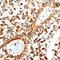 Betacellulin antibody, AF-261-NA, R&D Systems, Immunohistochemistry paraffin image 