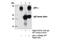 Tumor Protein P63 antibody, 13109S, Cell Signaling Technology, Immunoprecipitation image 