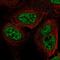 Ret finger protein-like 3 antibody, HPA072380, Atlas Antibodies, Immunofluorescence image 