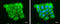 Dicer 1, Ribonuclease III antibody, GTX633917, GeneTex, Immunocytochemistry image 