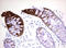 Keratin 20 antibody, LS-C797982, Lifespan Biosciences, Immunohistochemistry paraffin image 