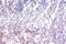 AHSA1 antibody, CSB-PA05455A0Rb, Cusabio, Immunohistochemistry frozen image 