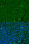 F-Box And WD Repeat Domain Containing 7 antibody, 19-909, ProSci, Immunofluorescence image 