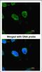 RB Binding Protein 4, Chromatin Remodeling Factor antibody, 3110, QED Bioscience, Immunofluorescence image 