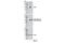 Serine Hydroxymethyltransferase 1 antibody, 12612S, Cell Signaling Technology, Western Blot image 