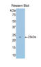 Sulfite Oxidase antibody, LS-C296526, Lifespan Biosciences, Western Blot image 