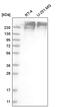 SON DNA Binding Protein antibody, PA5-65107, Invitrogen Antibodies, Western Blot image 