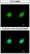 GA Binding Protein Transcription Factor Subunit Beta 2 antibody, GTX119260, GeneTex, Immunofluorescence image 