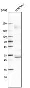 SRY-Box 21 antibody, AMAb91309, Atlas Antibodies, Western Blot image 
