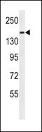 Protocadherin 9 antibody, LS-C158544, Lifespan Biosciences, Western Blot image 