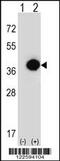 Phytanoyl-CoA 2-Hydroxylase antibody, 63-606, ProSci, Western Blot image 