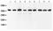 SRY-Box 7 antibody, PA2285, Boster Biological Technology, Western Blot image 