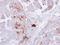Alkaline Phosphatase, Biomineralization Associated antibody, NBP1-32948, Novus Biologicals, Immunohistochemistry paraffin image 