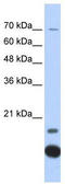 Thioredoxin, mitochondrial antibody, TA334462, Origene, Western Blot image 
