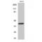 F2R Like Thrombin Or Trypsin Receptor 3 antibody, LS-C385360, Lifespan Biosciences, Western Blot image 