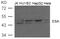Flotillin 2 antibody, GTX50764, GeneTex, Western Blot image 