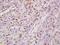 Dynactin Subunit 5 antibody, orb182996, Biorbyt, Immunohistochemistry paraffin image 