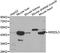 Killer cell immunoglobulin-like receptor 2DL3 antibody, STJ24316, St John