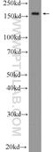 GluRS antibody, 25307-1-AP, Proteintech Group, Western Blot image 