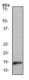 Midkine antibody, ab52637, Abcam, Western Blot image 