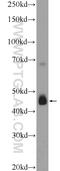 Adipocyte Plasma Membrane Associated Protein antibody, 25953-1-AP, Proteintech Group, Western Blot image 