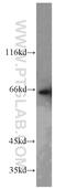 Peptidylprolyl Isomerase Like 4 antibody, 12538-1-AP, Proteintech Group, Western Blot image 