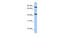Potassium Two Pore Domain Channel Subfamily K Member 4 antibody, MBS5300431, MyBioSource, Western Blot image 
