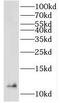 Laminin Subunit Alpha 4 antibody, FNab04677, FineTest, Western Blot image 