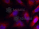 Myristoylated Alanine Rich Protein Kinase C Substrate antibody, AP0403, ABclonal Technology, Immunofluorescence image 
