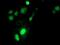 Spermidine/Spermine N1-Acetyltransferase Family Member 2 antibody, MA5-25939, Invitrogen Antibodies, Immunocytochemistry image 