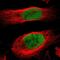 Minichromosome Maintenance Complex Component 4 antibody, NBP1-85728, Novus Biologicals, Immunofluorescence image 