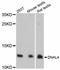 Dynein Axonemal Light Chain 4 antibody, STJ114100, St John