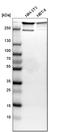 Filamin A antibody, HPA002925, Atlas Antibodies, Western Blot image 