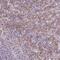 Interferon Gamma Receptor 1 antibody, NBP2-49406, Novus Biologicals, Immunohistochemistry paraffin image 