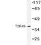 Taste 2 Receptor Member 20 antibody, LS-C177306, Lifespan Biosciences, Western Blot image 