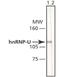 Heterogeneous Nuclear Ribonucleoprotein U antibody, MA1-24632, Invitrogen Antibodies, Western Blot image 