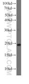 Interleukin 7 antibody, 60206-1-Ig, Proteintech Group, Western Blot image 