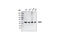 Oxidative Stress Responsive Kinase 1 antibody, 3729S, Cell Signaling Technology, Western Blot image 