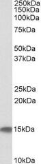 Cystatin C antibody, GTX88441, GeneTex, Western Blot image 