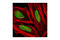 Gbp antibody, 3550T, Cell Signaling Technology, Immunofluorescence image 