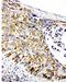 Prohibitin antibody, PA1858, Boster Biological Technology, Immunohistochemistry frozen image 