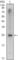 NK3 Homeobox 1 antibody, abx011278, Abbexa, Western Blot image 