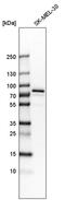 Glycogenin 2 antibody, PA5-52156, Invitrogen Antibodies, Western Blot image 